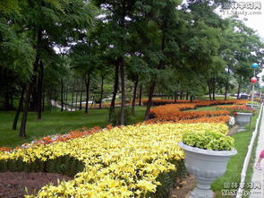 園林綠化工程中的植物搭配策略